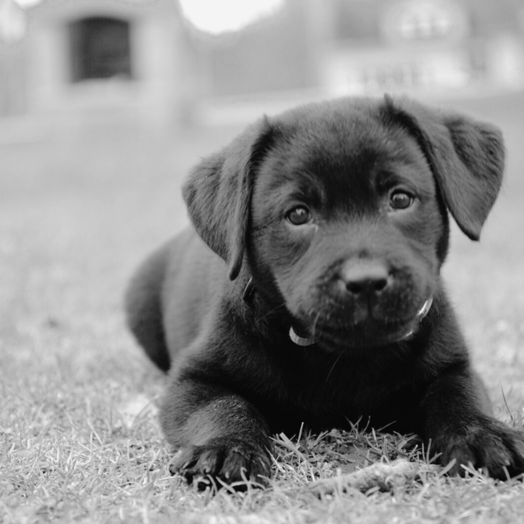 diamonds in the&nbsp;rough