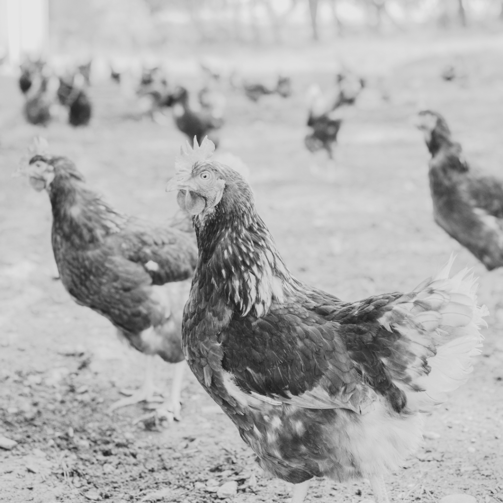 so the saying&nbsp;goes